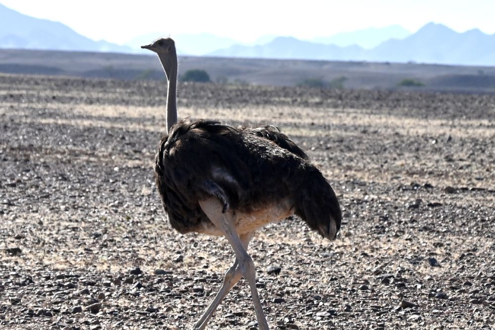 Luxury fashion brands linked to ‘blood feathers’ from South African ostriches - IOL