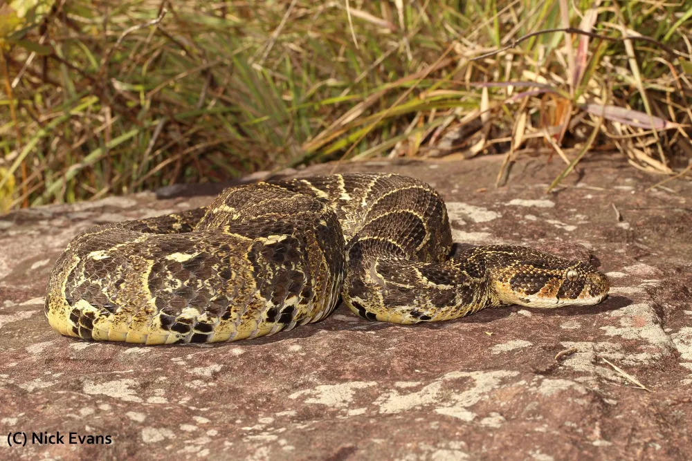 A female puff adder.