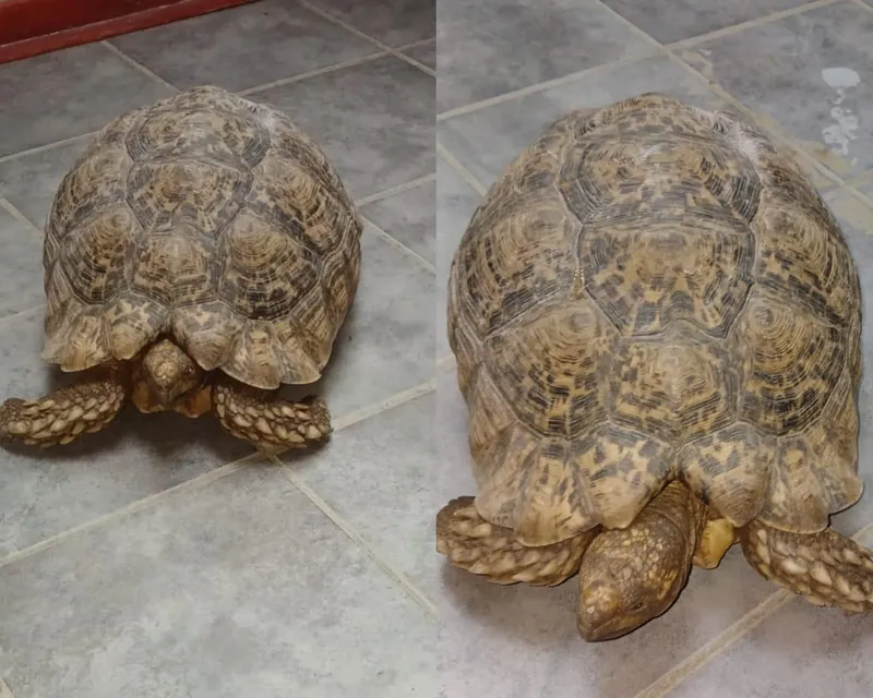 Northern Cape man arrested for illegal possession of protected tortoise