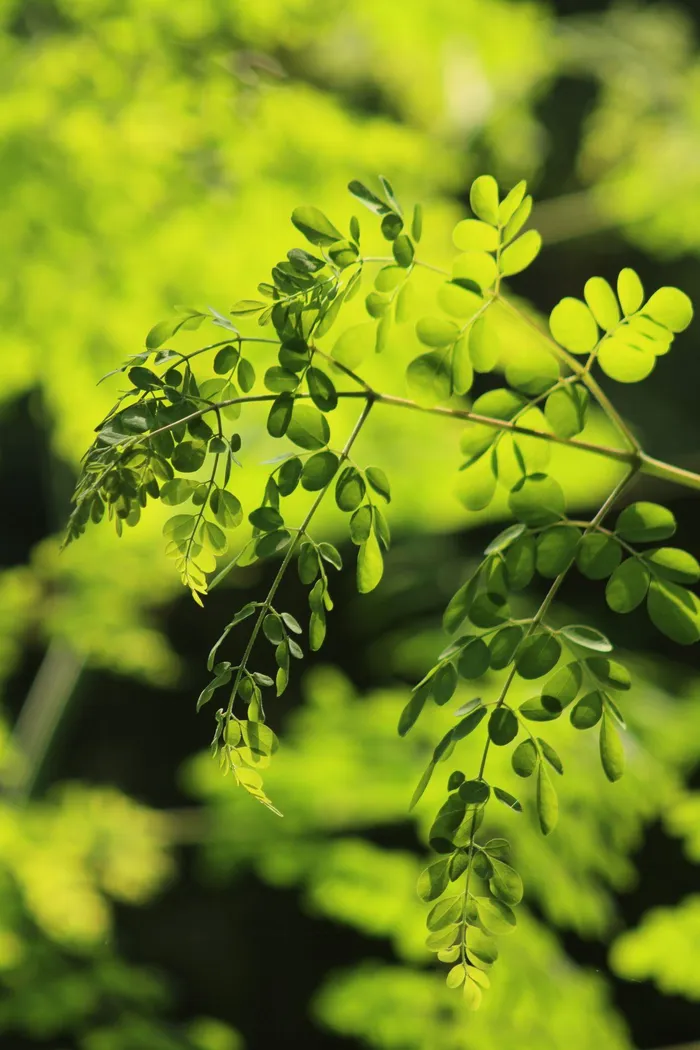 Moringa: The health benefits, side effects and safety warnings to know