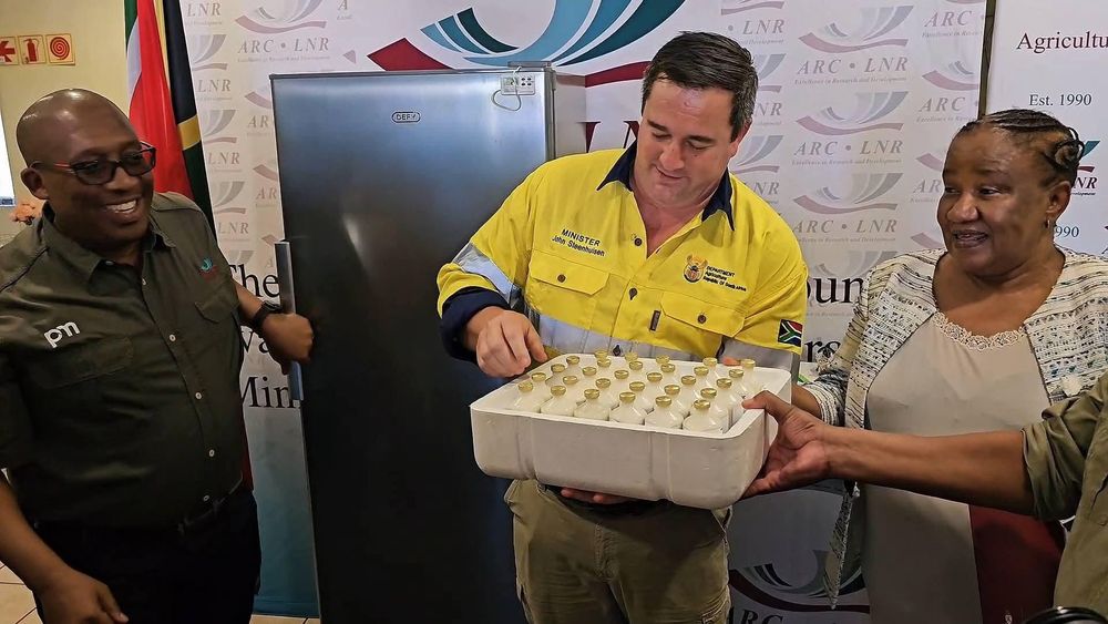 SA produces first locally made Foot and Mouth Disease vaccines in over 20 years