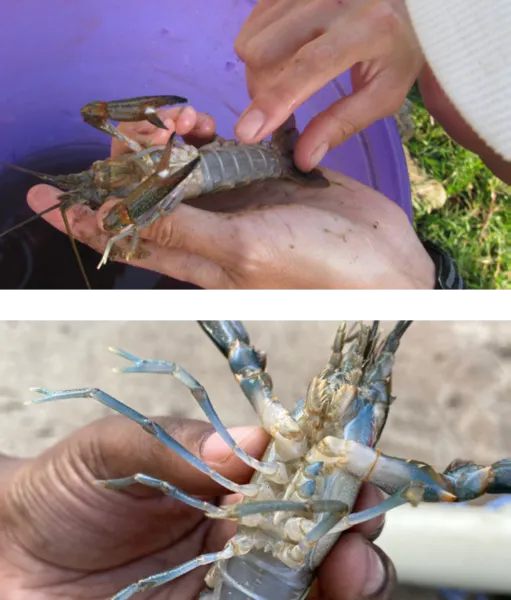 Redclaw crayfish, an alien invasive species with huge negative effects on freshwater systems, have been detected in the Crocodile River, Kruger National Park.

