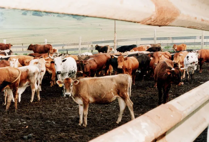 Headwinds in the livestock and poultry industry weighed on the sector more intensely than anticipated. File photo