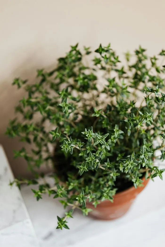 Thyme is a resilient little plant with an earthy, slightly minty fragrance