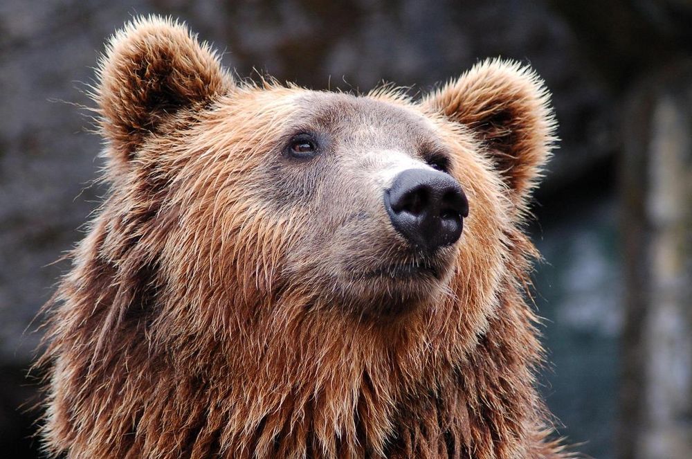 Grizzly bear mauls school group in Canada, leaving four hospitalised
