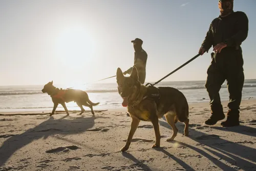 Honouring K9 heroes: The unsung canine protectors of South Africa's wildlife