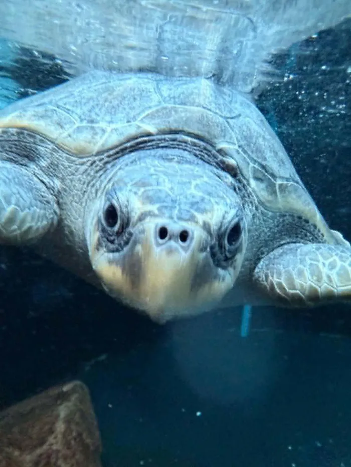Sage, an olive ridley turtle recovering at the Turtle Conservation Centre after being rescued from a 30kg ghost fishing net, is the inspiration behind Karoline Hanks' 192km fundraising challenge.