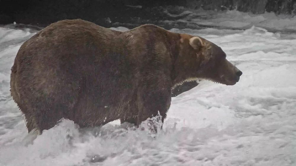 ‘Backpack’ wins Fat Bear Week