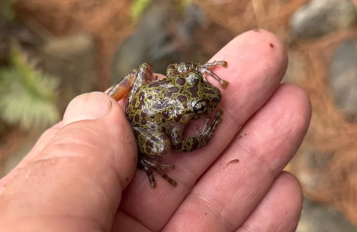 An example of the endangered Hewitt’s Ghost Frog, a species found in only a few locations globally, found on the grounds of MTO Forestry, where conservation efforts help protect the species.