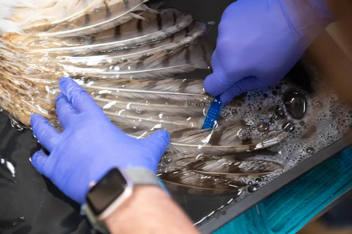 Wildlife rehabilitators scrubbed concrete off the owl with toothbrushes. 