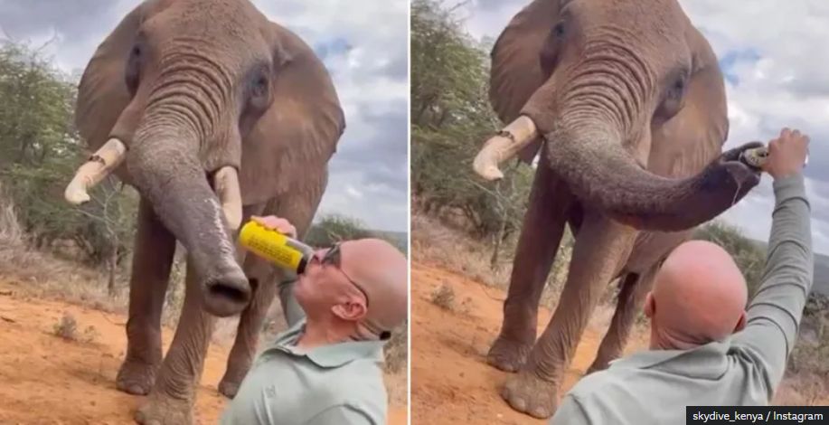 Tourist pours beer Into elephant’s trunk and others block animals on migratory routes in Kenya