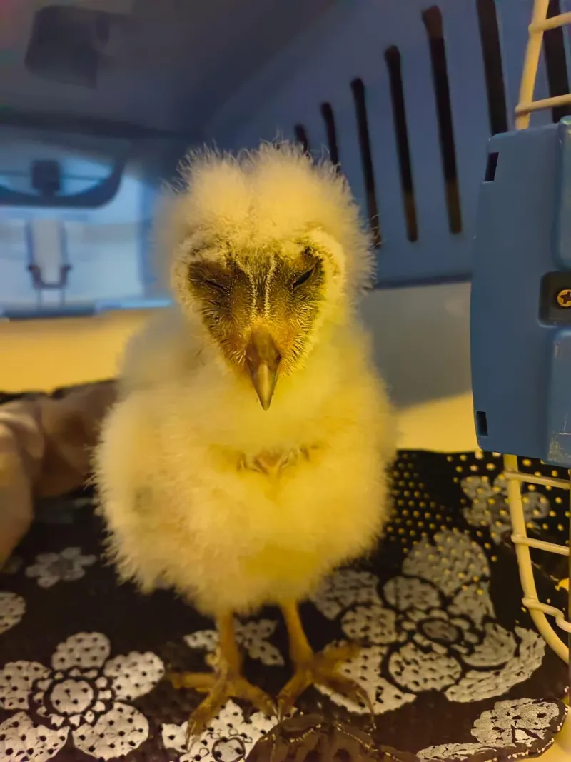 Cango Wildlife celebrates festive season with heartwarming baby boom