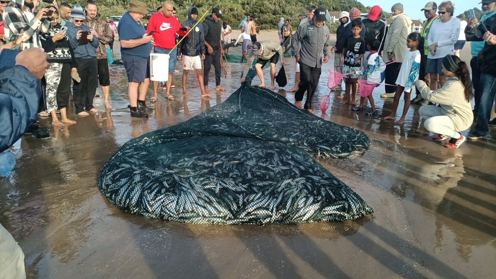Sardine fever bites with first netting reported on KZN South Coast