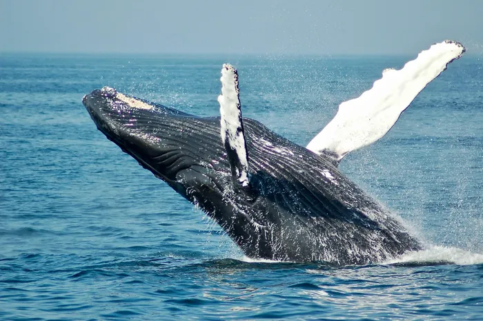 Every year, thousands of visitors head to Hermanus in the hope of spotting these gentle giants as they migrate to the warmer waters of the Cape to breed and calve.