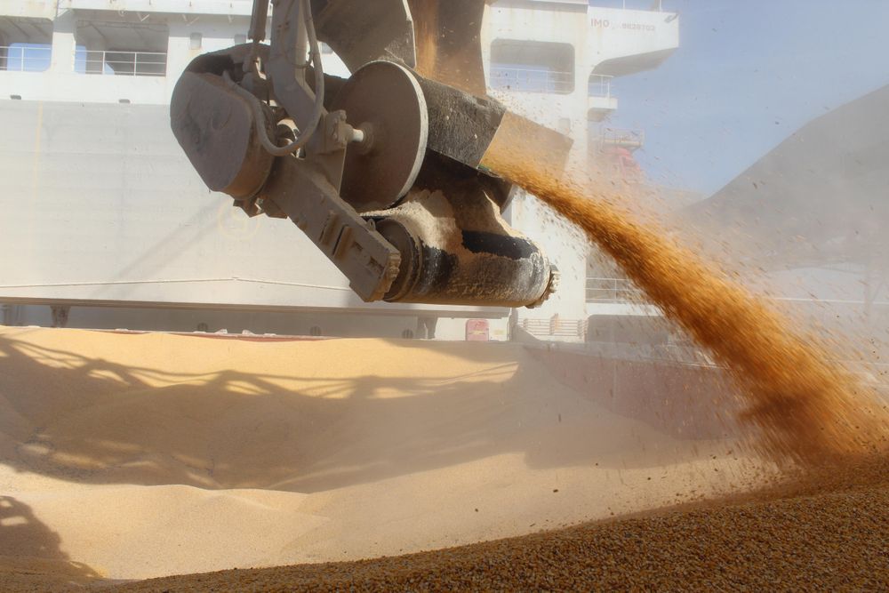 South Africa resumes major maize exports as record harvest boosts outlook