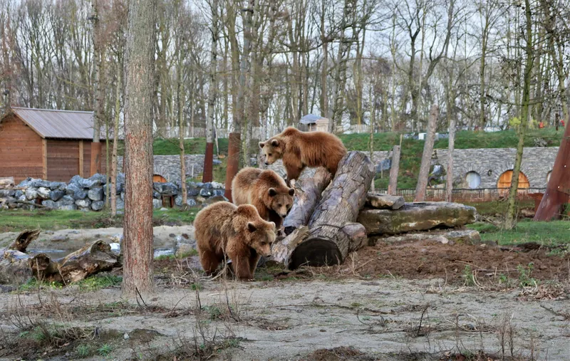 Surprise! Bears at the door: what happens when wildlife rings your bell?