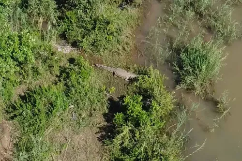 WATCH | Missing man feared dead after remains found in crocodile