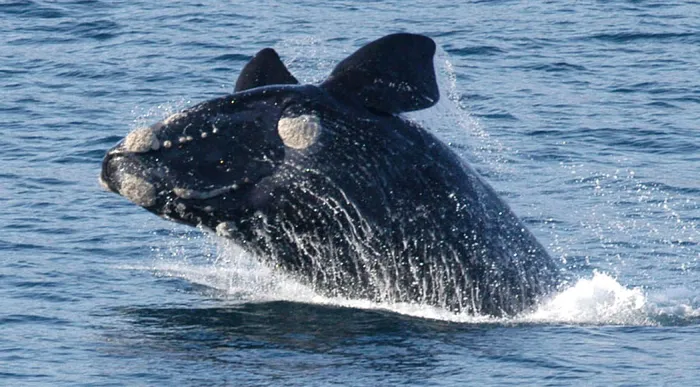 From June onwards, the Southern Right whales arrive in Walker Bay to mate and calve, and you can see them right from the cliff paths. 