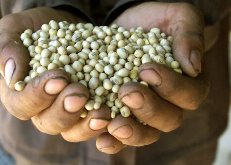 Falling soybean and maize prices ease pressure on poultry sector, but squeeze farmers