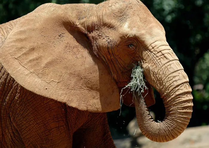 Poaching has risen sharply across Africa in recent years, fuelled by rising demand in Asia for ivory. File picture: Masi Losi