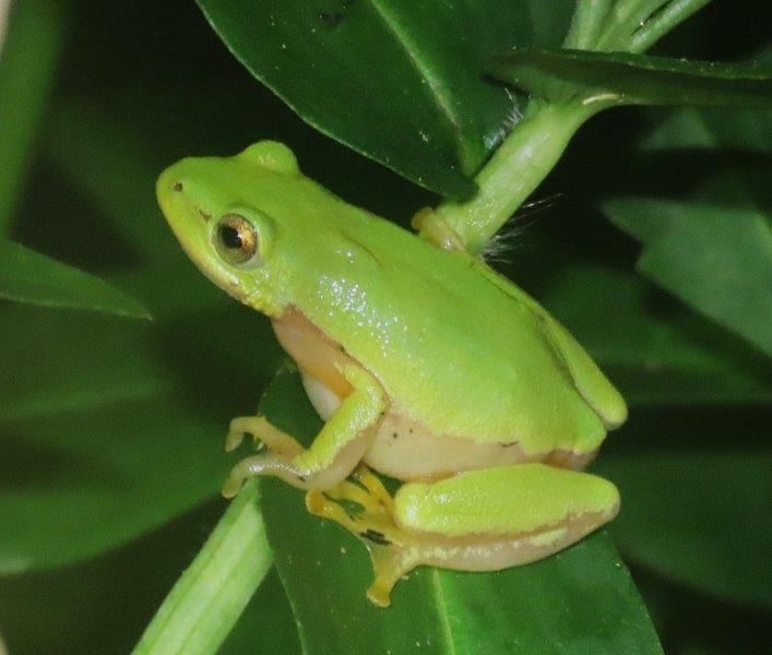 Endangered Pickersgill’s reed frog spotted in KZN