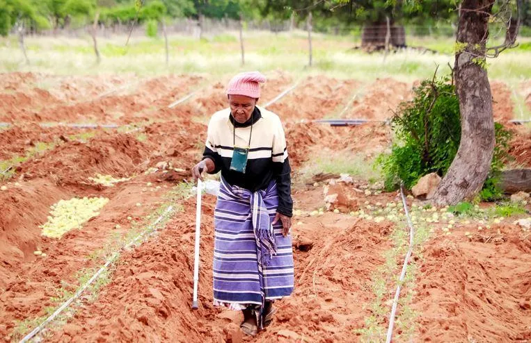Tomatoes with purpose: Tiger Brands boosts Limpopo farmers behind iconic All Gold Sauce