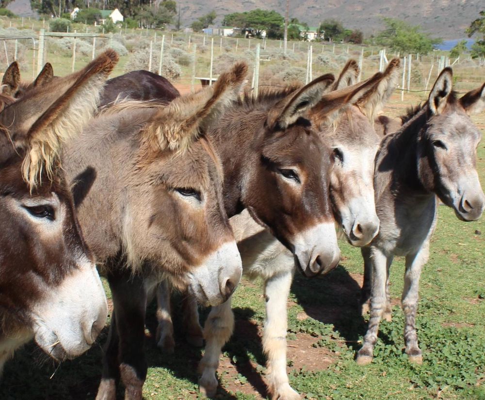 Have your say: The brutal donkey skin trade in South Africa must end