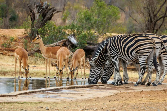 Investigators hunt suspects in Kruger Park killing of elderly tourists.