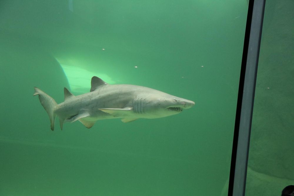Blue the ragged-tooth shark: a remarkable journey back to the ocean