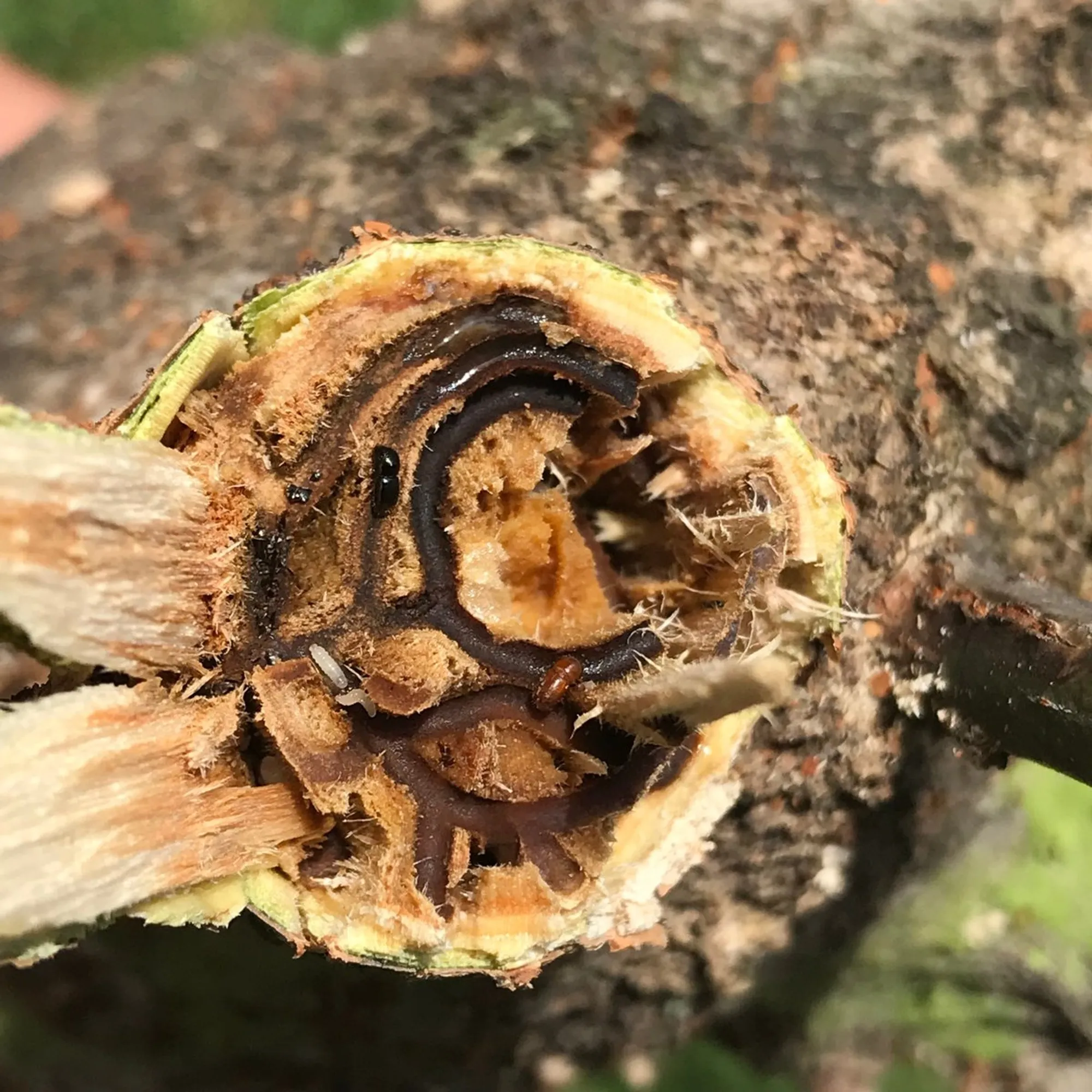 Free polyphagous shot hole borer beetle pest training on offer in Constantia - Vimarsana News