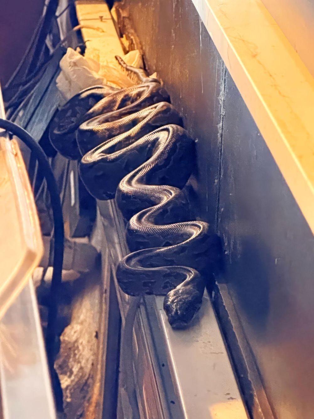 Kruger National Park café staff shocked by python spotted behind coffee ...