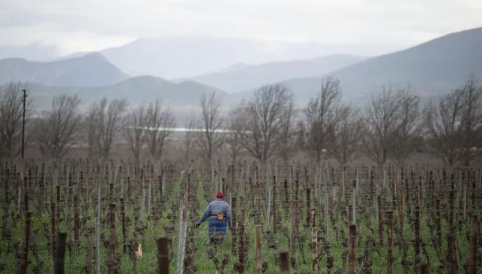 A farmworker works in the vineyards on a farm close to the town of Robertson. Similar scenes are playing out across the country as factories and farms scramble for labour after thousands of foreign workers left in a matter of weeks.
