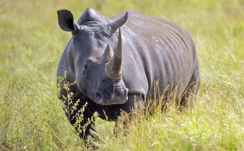 Rhino poaching – A national shame threatening South Africa’s soul, economy and global standing