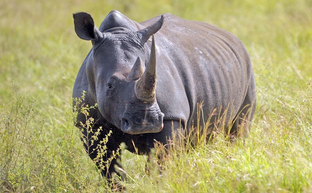 2025 marks a turning point: South Africa's fight against rhino poaching shows promise