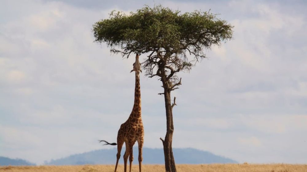 38 percent of global tree species face extinction, IUCN report warns