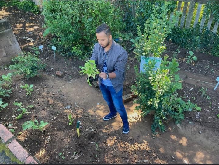 Phoenix, Chatsworth and Avoca gardens grow hope amid food pressures - IOL