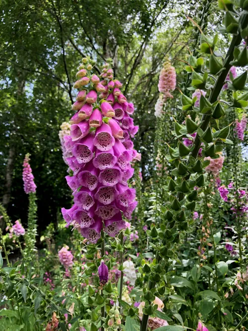 Your Ultimate Foxgloves Masterclass: How to Grow, Sow, and Show Off ...