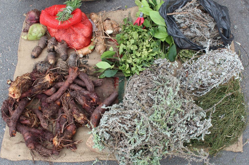 New regulations aim to formalise traditional healing practices in South ...