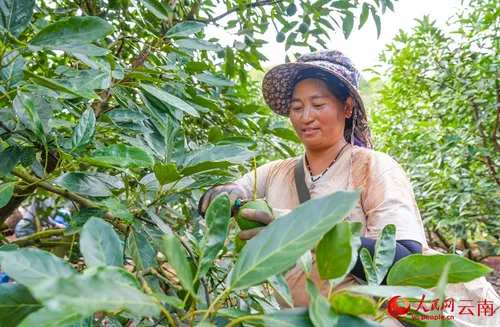 Bumper avocado harvest in Yunnan's Menglian expected to replace 15 percent of imports