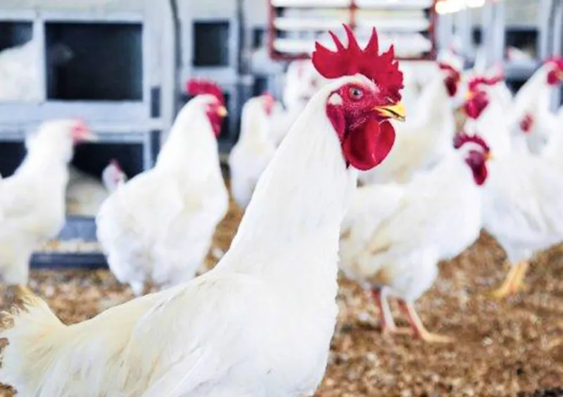 PIC seeks stability for Daybreak Foods as board faces crisis