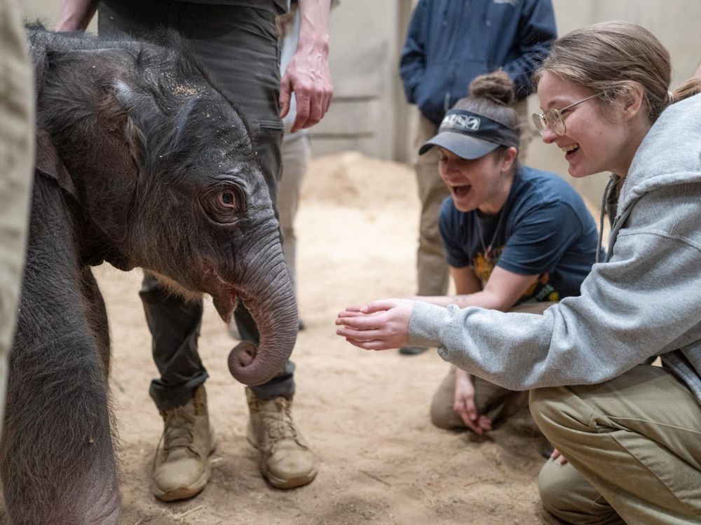 National Zoo welcomes adorable Asian elephant calf after 25-year wait