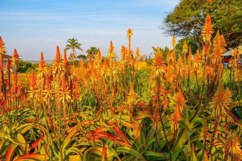 Breaking the myths: Indigenous gardens thrive on the KZN South Coast