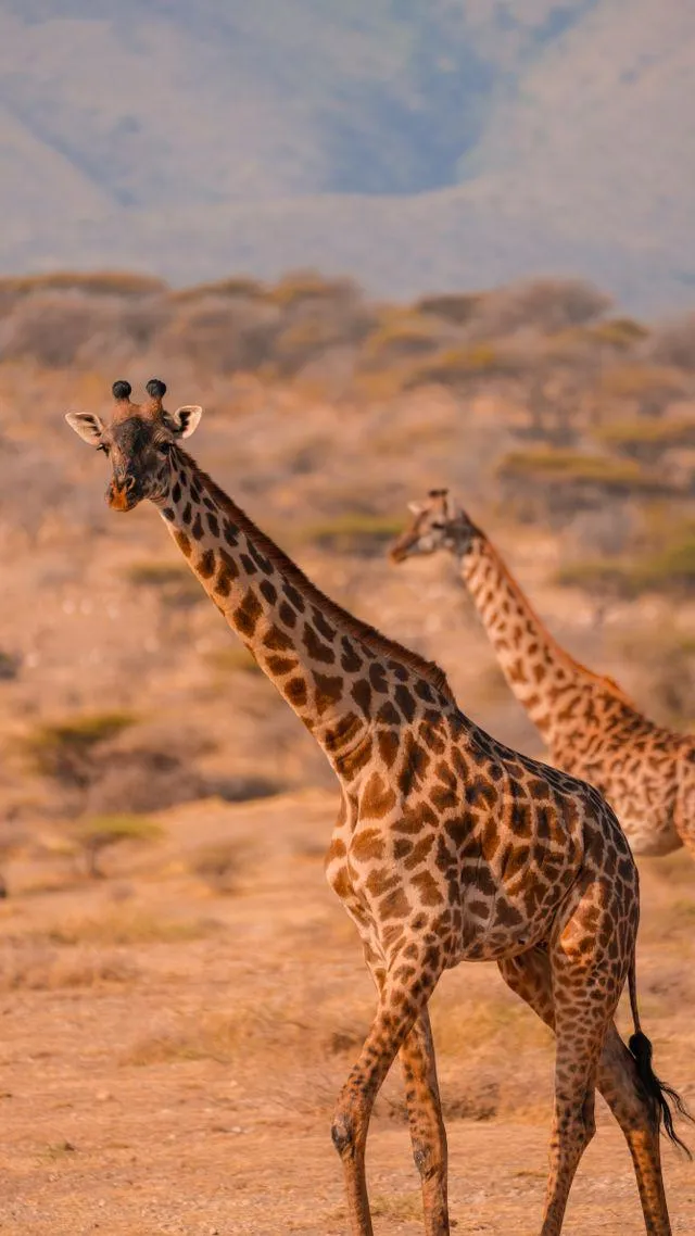 Fun fact,  Aagiraffe’s tongue can stretch up to 50 centimetres.