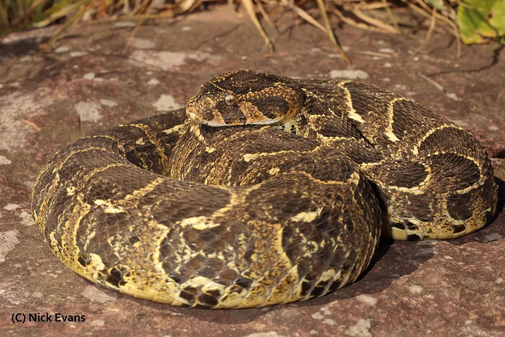 A female puff adder.