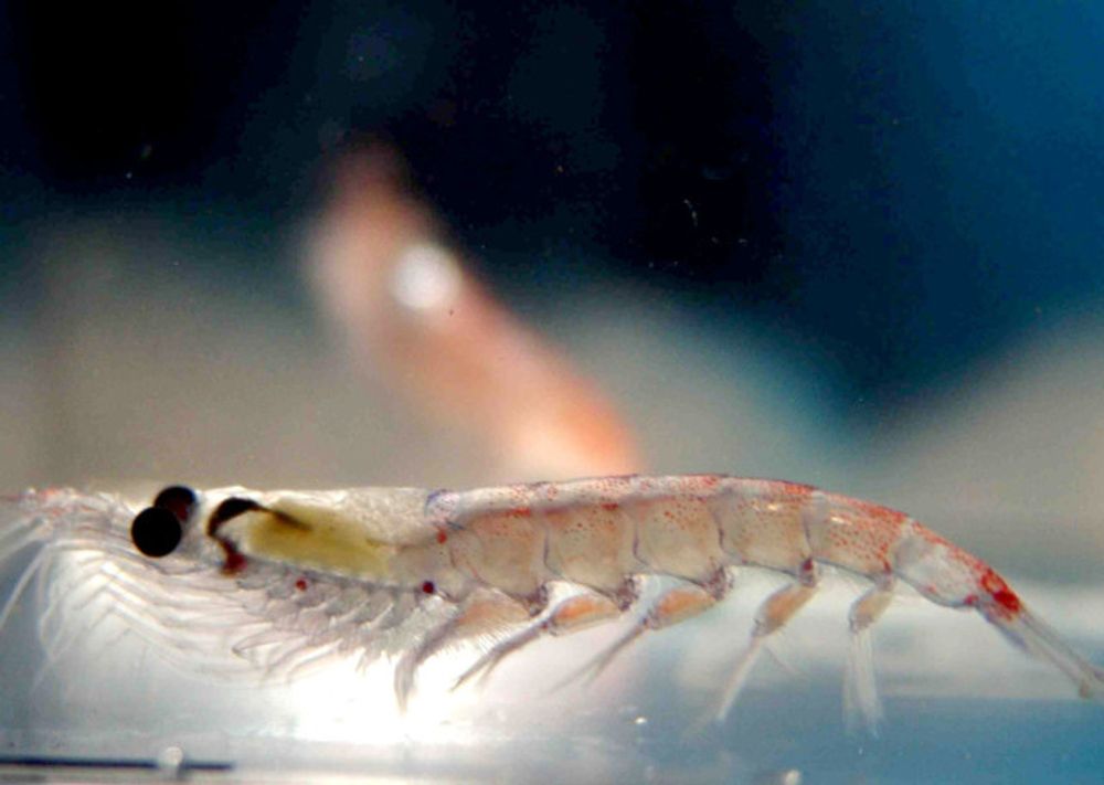 Africa's call to action: end industrial krill fishing in Antarctica