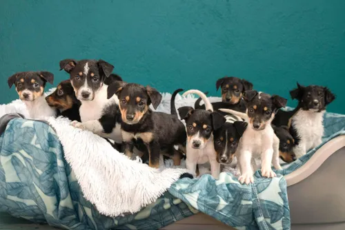 Adopt a dog and save a life: Join Tears Animal Rescue's mission