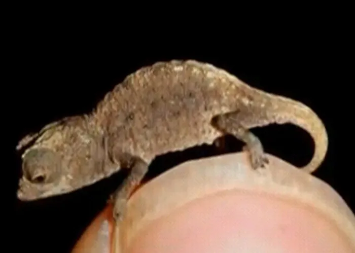 Smallest chameleon fits on matchstick