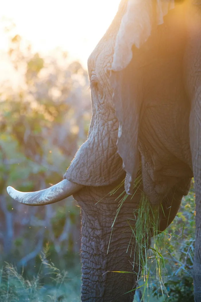 Hluhluwe is surrounded by world-renowned game reserves.