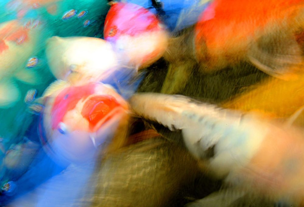 Fishy spate of robberies rocks Flanders