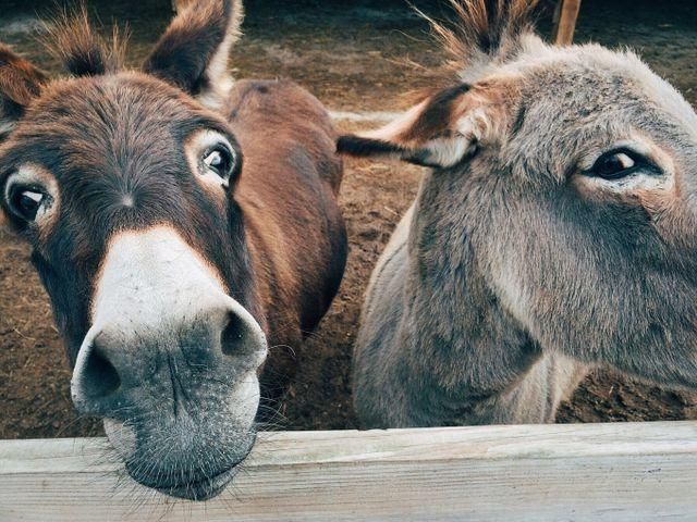 Limpopo TikTokker hit with animal cruelty conviction after viral slapping donkey video - IOL